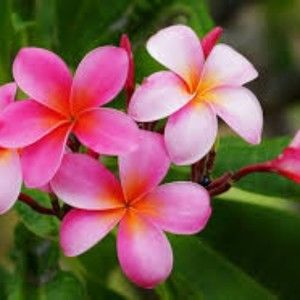 Meet your Posher, Lynn